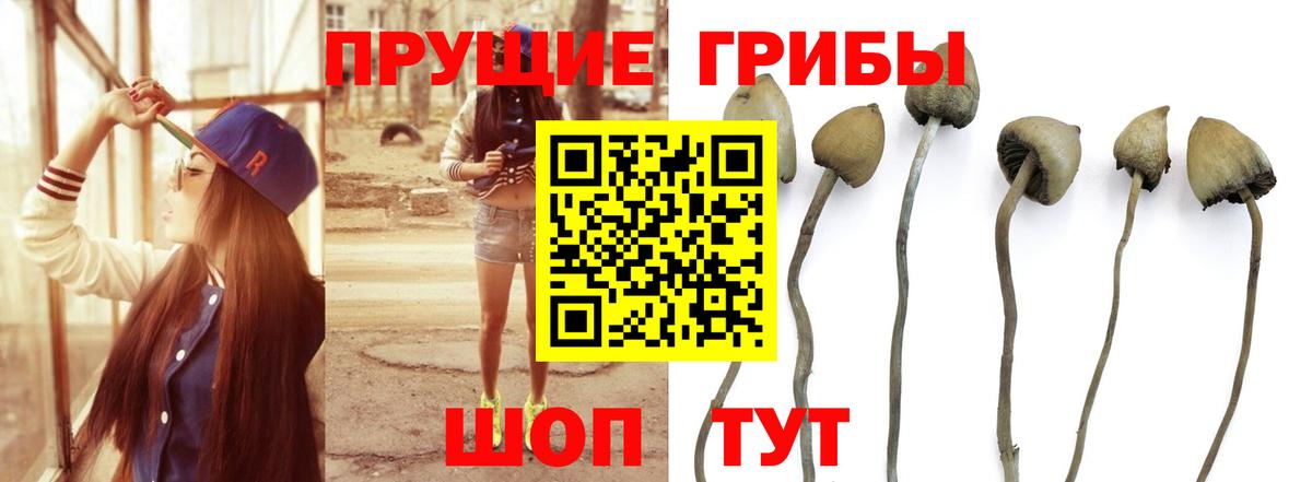 Псилоцибиновые грибы MAGIC MUSHROOMS  Вход с VPN  Минусинск 
